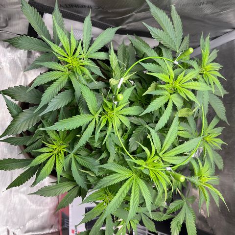 Chem Dawg growlog photo: “Perdita” looks primed for stretch and flowering…