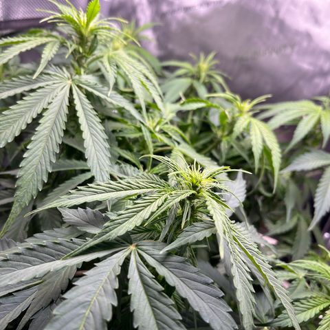 Chem Dawg growlog photo: A few days into flower…