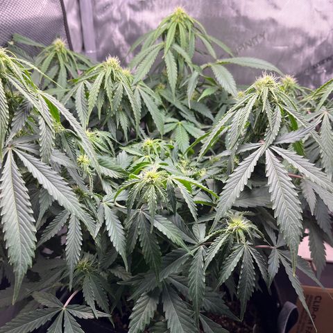 Chem Dawg growlog photo: End of a long light-filled day