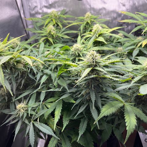 Chem Dawg growlog photo: Third week of bloom…trichs are arriving in droves