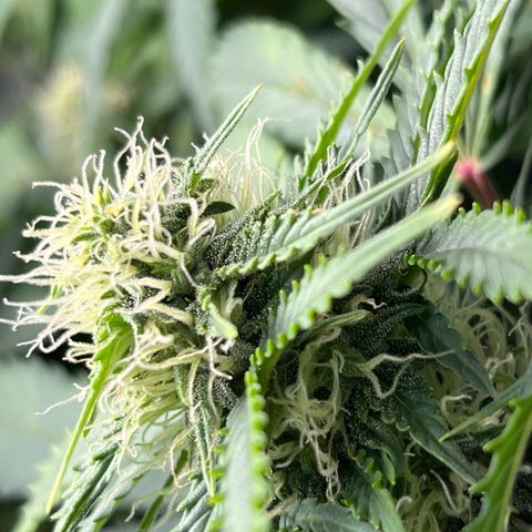 Chem Dawg growlog photo: Up close…outer edge bud