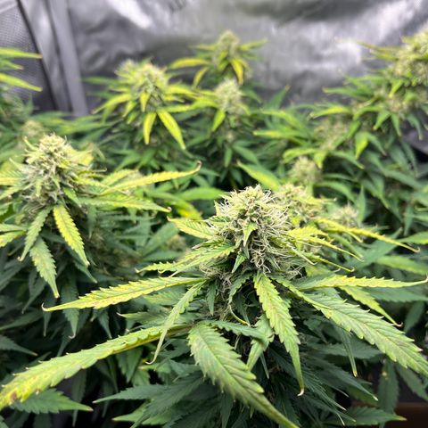 Chem Dawg growlog photo: :)