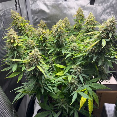 Chem Dawg growlog photo: Not much left to do…fade, flush and dry/cure…HOMESTRETCH