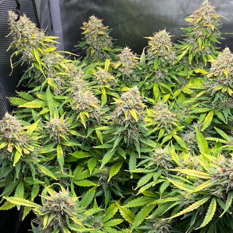 Chem Dawg growlog photo: The fade….