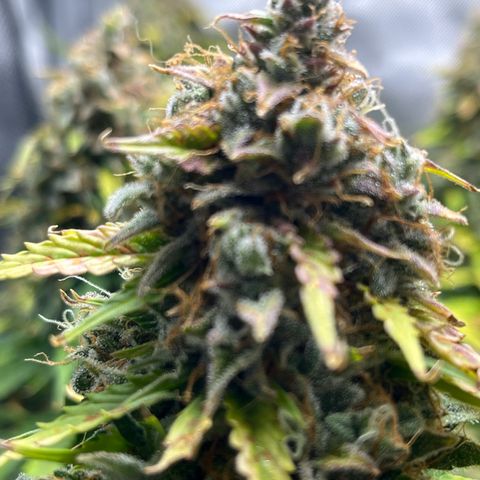 Chem Dawg growlog photo: Day 100