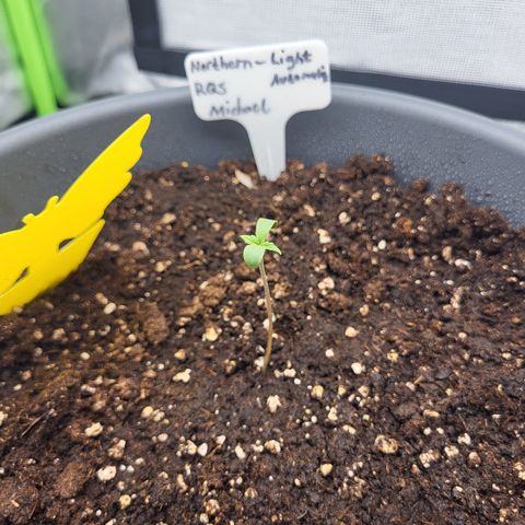 Northern Light Automatic growlog timeline photo