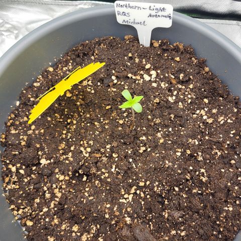 Northern Light Automatic growlog timeline photo