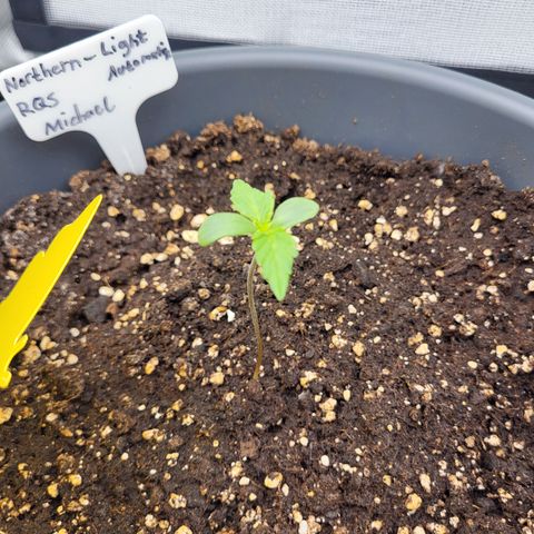 Northern Light Automatic growlog timeline photo