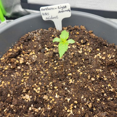 Northern Light Automatic growlog timeline photo