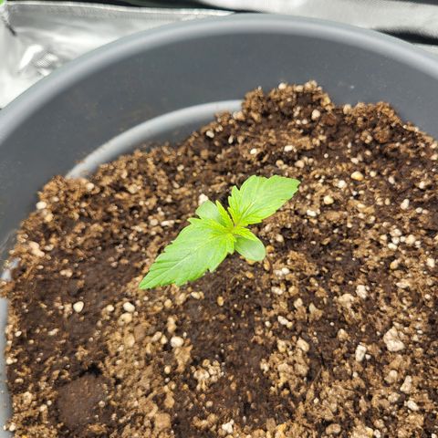 Northern Light Automatic growlog timeline photo