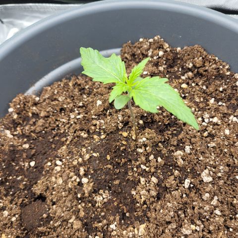 Northern Light Automatic growlog timeline photo