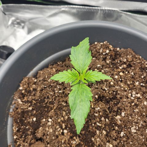 Northern Light Automatic growlog timeline photo