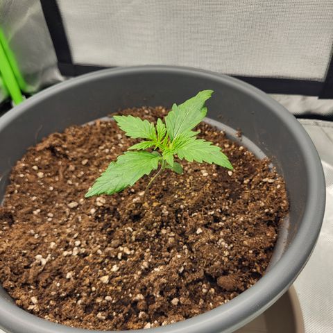 Northern Light Automatic growlog timeline photo