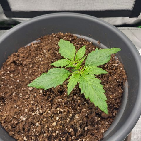Northern Light Automatic growlog timeline photo