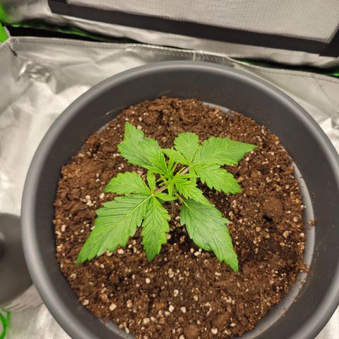 Northern Light Automatic growlog timeline photo