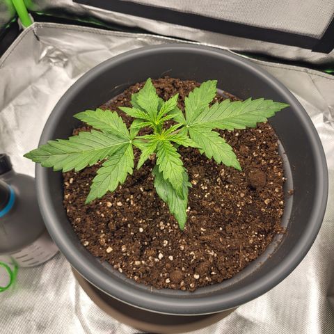 Northern Light Automatic growlog timeline photo