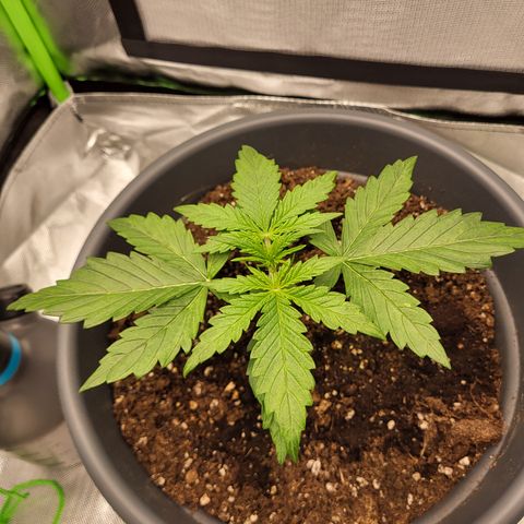 Northern Light Automatic growlog timeline photo