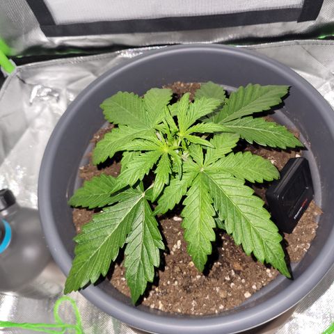 Northern Light Automatic growlog timeline photo