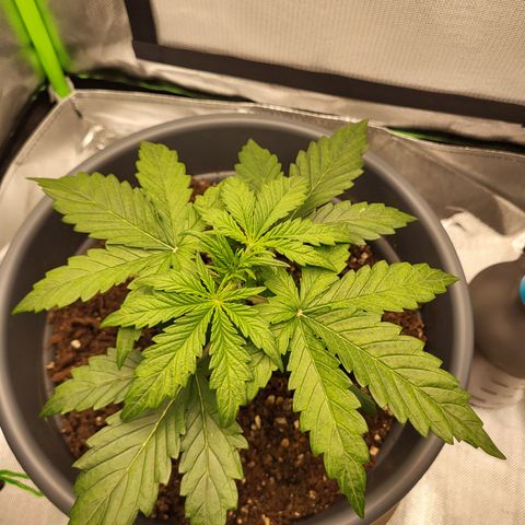 Northern Light Automatic growlog timeline photo