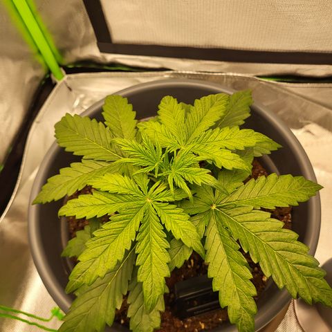 Northern Light Automatic growlog timeline photo