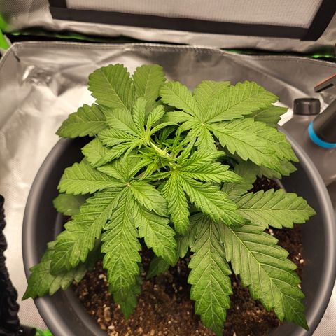 Northern Light Automatic growlog timeline photo