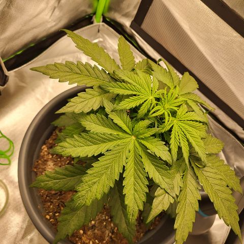 Northern Light Automatic growlog timeline photo