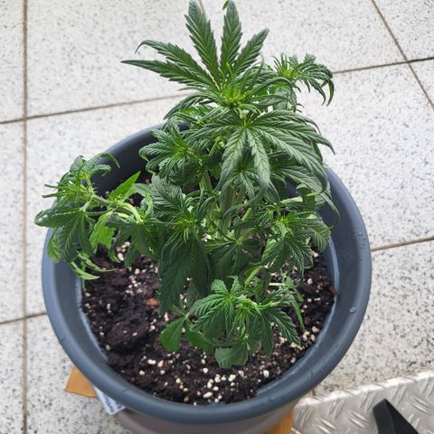 Northern Light Automatic growlog timeline photo