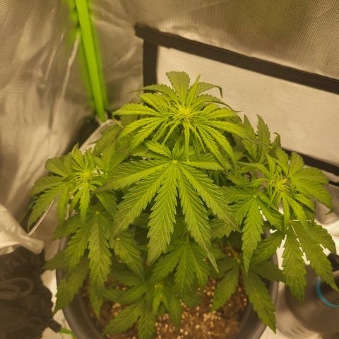Northern Light Automatic growlog timeline photo