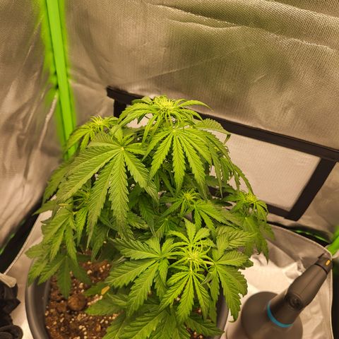 Northern Light Automatic growlog timeline photo