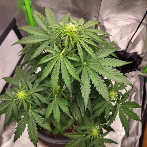 Northern Light Automatic growlog timeline photo