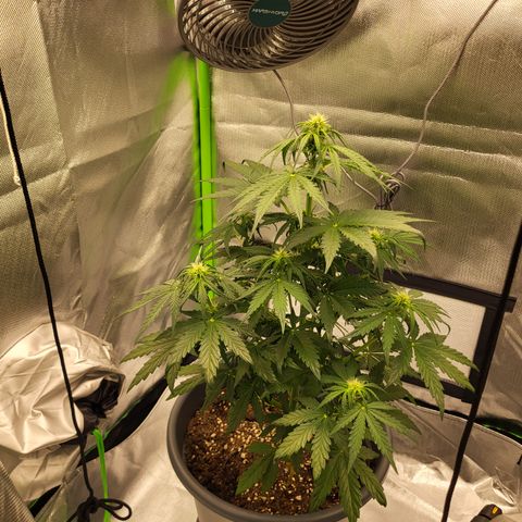 Northern Light Automatic growlog timeline photo
