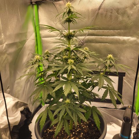 Northern Light Automatic growlog timeline photo