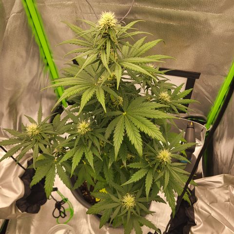 Northern Light Automatic growlog timeline photo