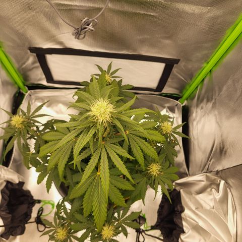 Northern Light Automatic growlog timeline photo