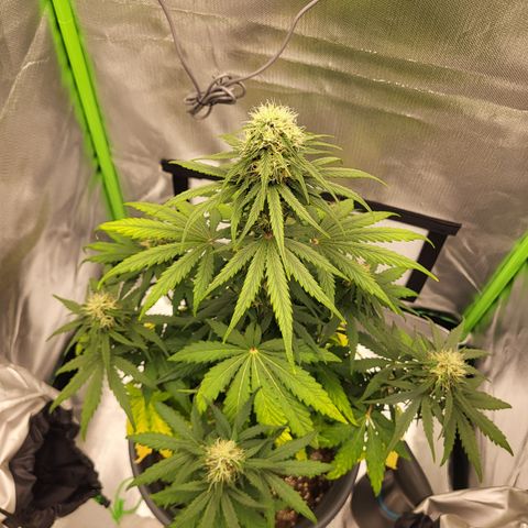 Northern Light Automatic growlog timeline photo