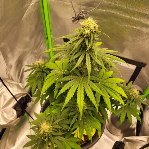 Northern Light Automatic growlog timeline photo