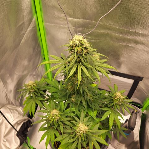 Northern Light Automatic growlog timeline photo