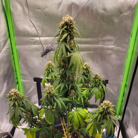 Northern Light Automatic growlog photo: Da ich im Urlaub war musste sie etwas länger ohne Wasser auskommen.