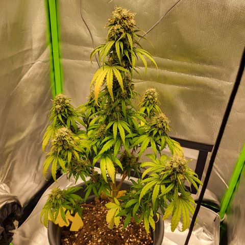 Northern Light Automatic growlog timeline photo