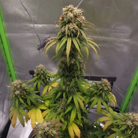 Northern Light Automatic growlog timeline photo