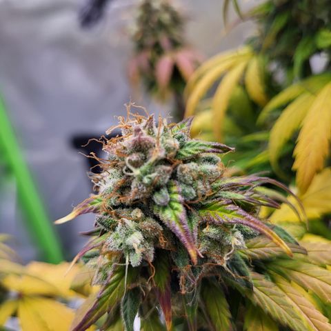 Northern Light Automatic growlog timeline photo