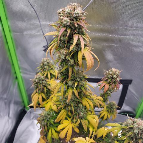 Northern Light Automatic growlog timeline photo