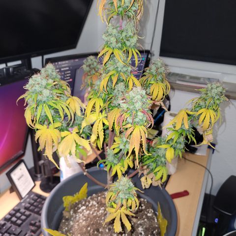 Northern Light Automatic growlog timeline photo