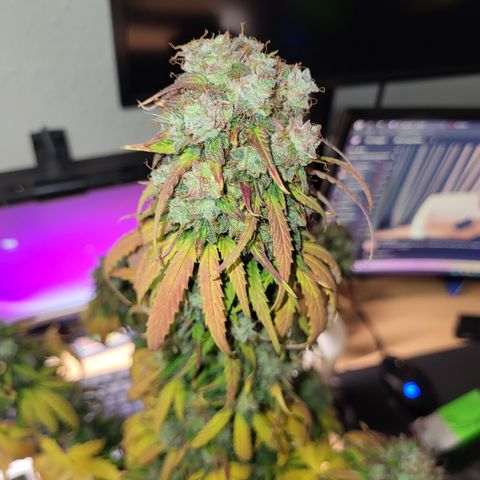 Northern Light Automatic growlog timeline photo