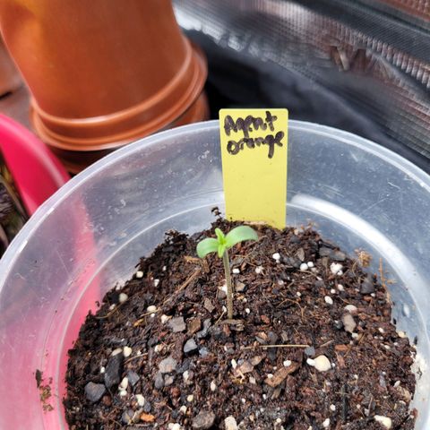 Agent Orange growlog timeline photo