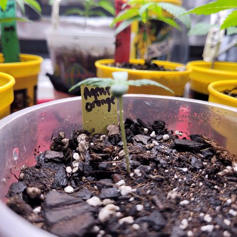 Agent Orange growlog timeline photo