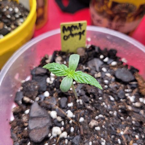 Agent Orange growlog timeline photo