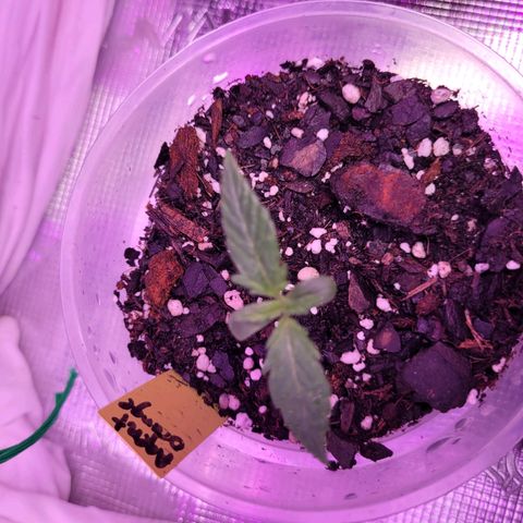 Agent Orange growlog timeline photo