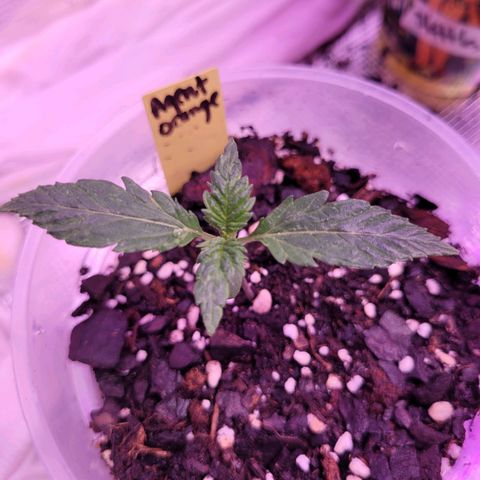 Agent Orange growlog timeline photo