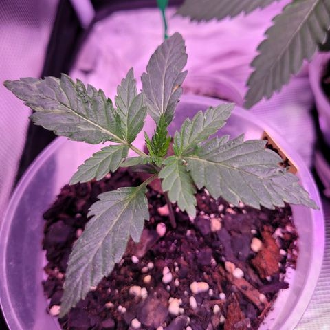 Agent Orange growlog timeline photo